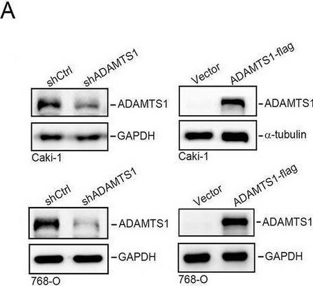 Detection of ADAMTS1 by Western Blot