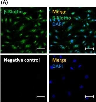 Detection of Klotho  beta  by Immunocytochemistry/ Immunofluorescence
