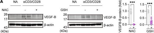 Detection of VEGF-B 167/186 by Western Blot