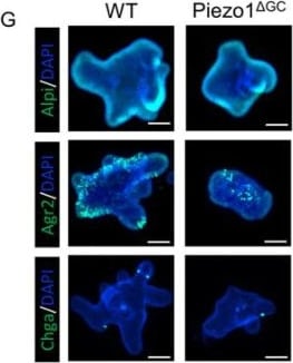 Detection of AG-2/AGR2 by Immunocytochemistry/ Immunofluorescence
