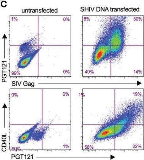 Detection of CD40 Ligand/TNFSF5 by Flow Cytometry
