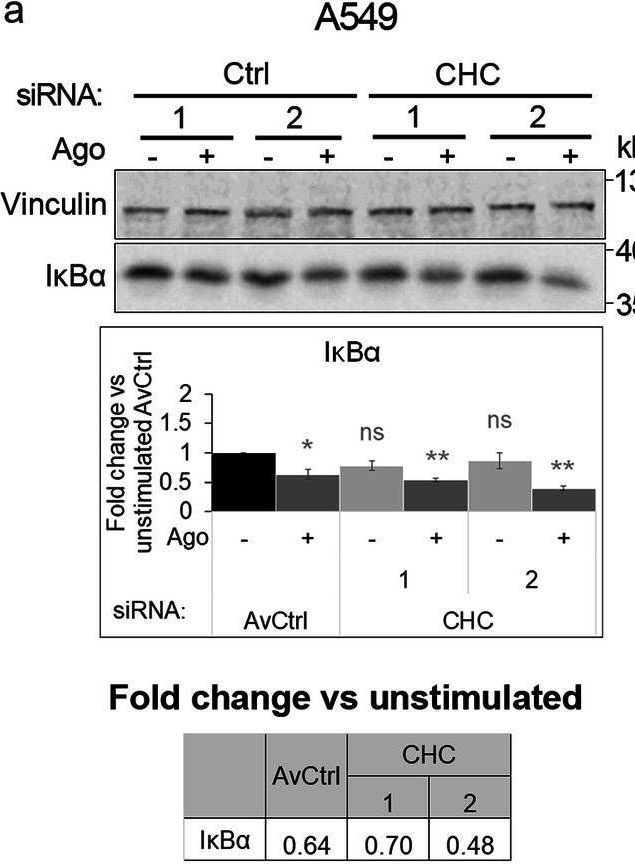 Detection of Lymphotoxin  beta R/TNFRSF3 by Western Blot