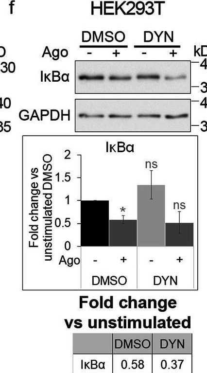 Detection of Lymphotoxin  beta R/TNFRSF3 by Western Blot