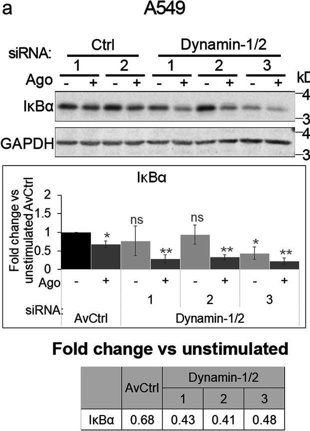 Detection of Lymphotoxin  beta R/TNFRSF3 by Western Blot