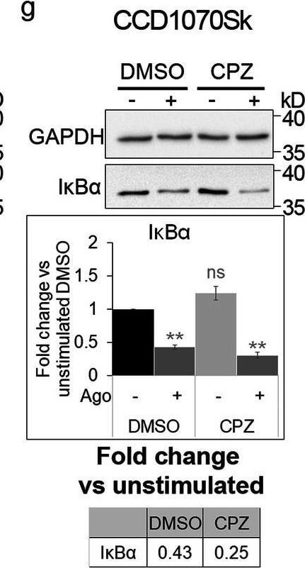 Detection of Lymphotoxin  beta R/TNFRSF3 by Western Blot