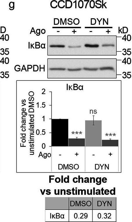 Detection of Lymphotoxin  beta R/TNFRSF3 by Western Blot