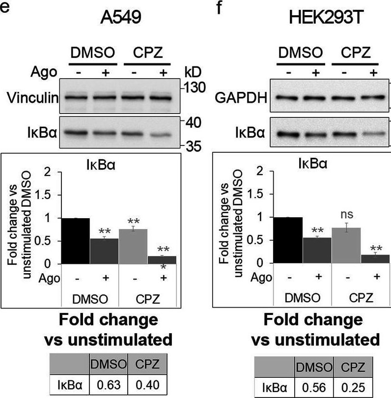 Detection of Lymphotoxin  beta R/TNFRSF3 by Western Blot