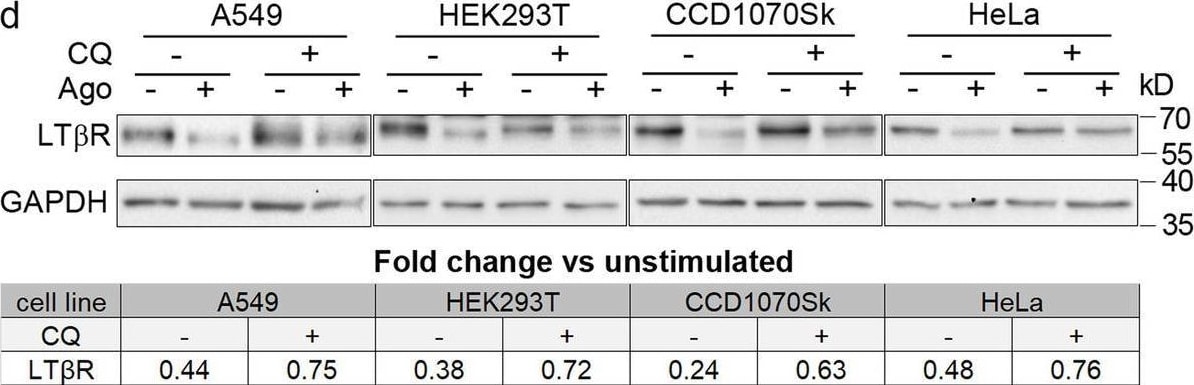 Detection of Lymphotoxin  beta R/TNFRSF3 by Western Blot