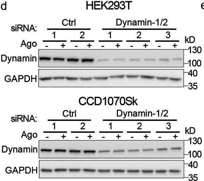Detection of Lymphotoxin  beta R/TNFRSF3 by Western Blot