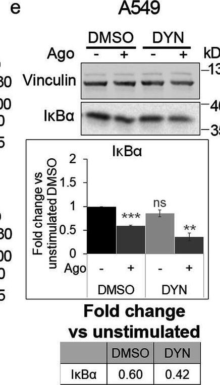 Detection of Lymphotoxin  beta R/TNFRSF3 by Western Blot