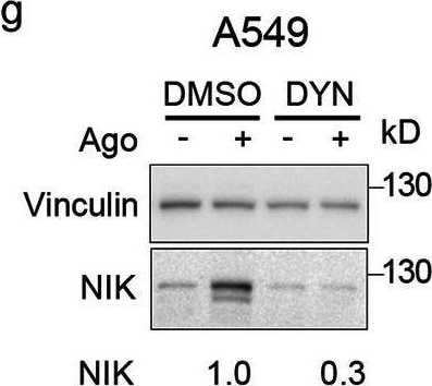 Detection of Lymphotoxin  beta R/TNFRSF3 by Western Blot