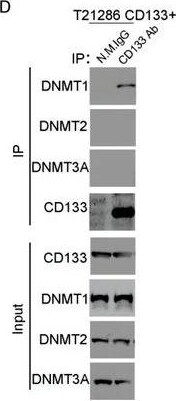 Detection of DNMT3A by Western Blot