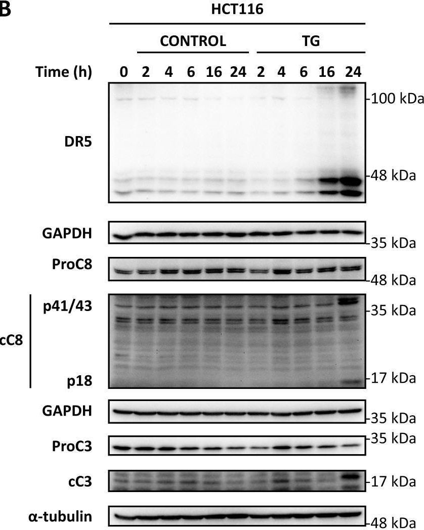 Detection of TRAIL R2/TNFRSF10B by Western Blot