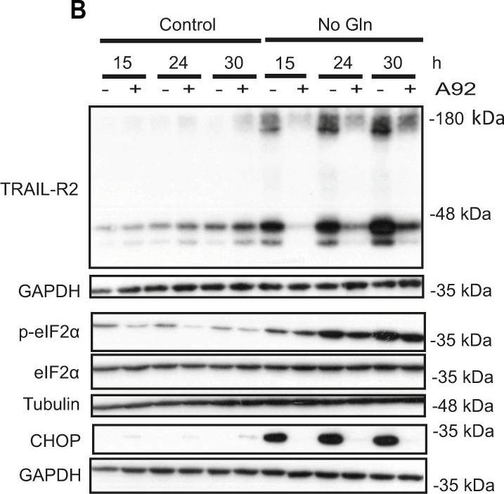Detection of Human TRAIL R2/TNFRSF10B by Western Blot