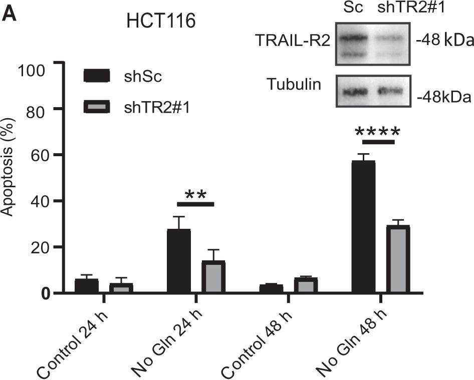 Detection of Human TRAIL R2/TNFRSF10B by Western Blot