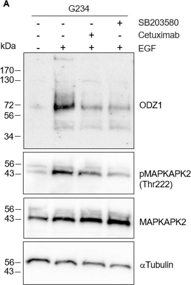 Detection of Teneurin-1 by Western Blot