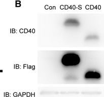 Detection of Fungus CD40/TNFRSF5 by Western Blot