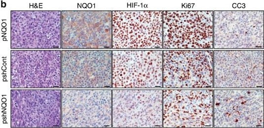 Detection of Mouse EGLN2/PHD1 by Immunohistochemistry