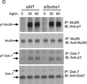 Detection of Mouse DOK7 by Western Blot