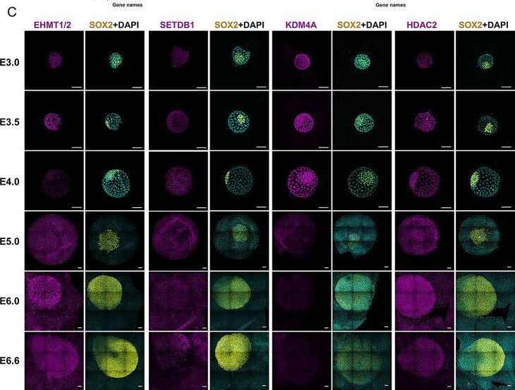 Detection of KDM4A by Immunocytochemistry/ Immunofluorescence
