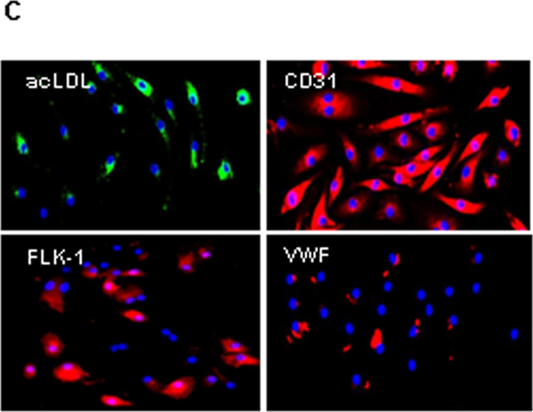 Detection of Mouse VEGFR2/KDR/Flk-1 by Immunocytochemistry/Immunofluorescence