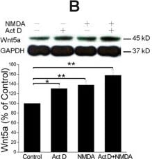 Detection of Mouse Wnt-5a by Western Blot