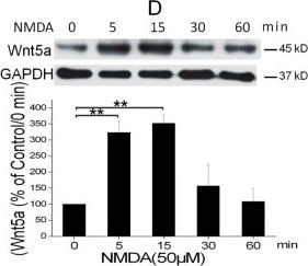 Detection of Mouse Wnt-5a by Western Blot