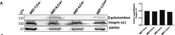 Detection of Integrin alpha 11 by Western Blot