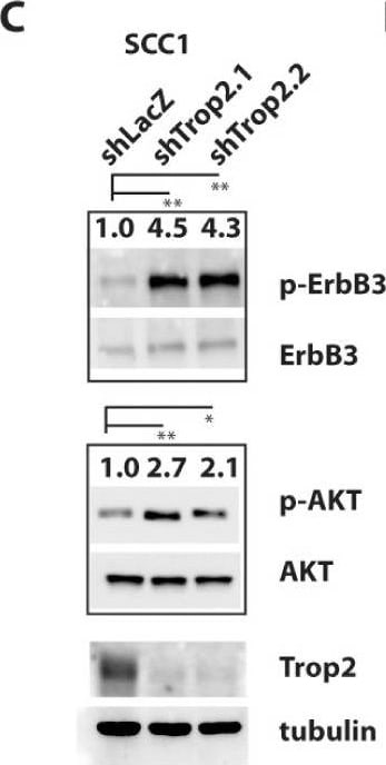 Detection of Human TROP-2 by Knockdown Validated