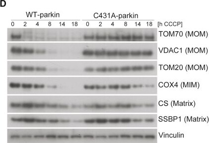Detection of SSBP1 by Western Blot