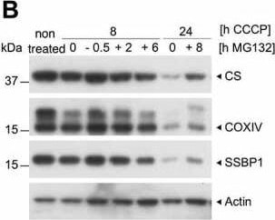 Detection of SSBP1 by Western Blot