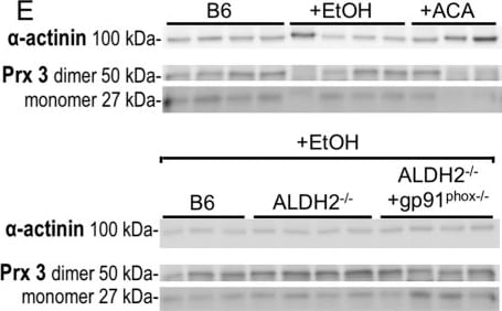 Detection of Mouse Peroxiredoxin 3 by Western Blot