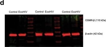 Detection of Mouse OSMR beta  by Western Blot