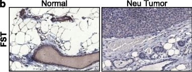 Detection of Mouse Follistatin by Immunohistochemistry