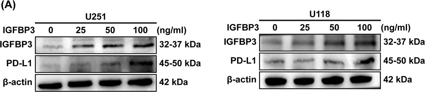 Detection of IGFBP-3 by Western Blot