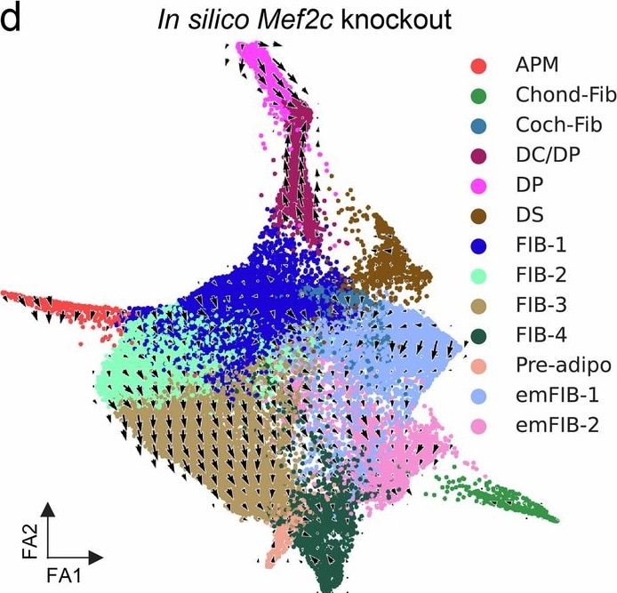 Detection of MEF2C by Flow Cytometry