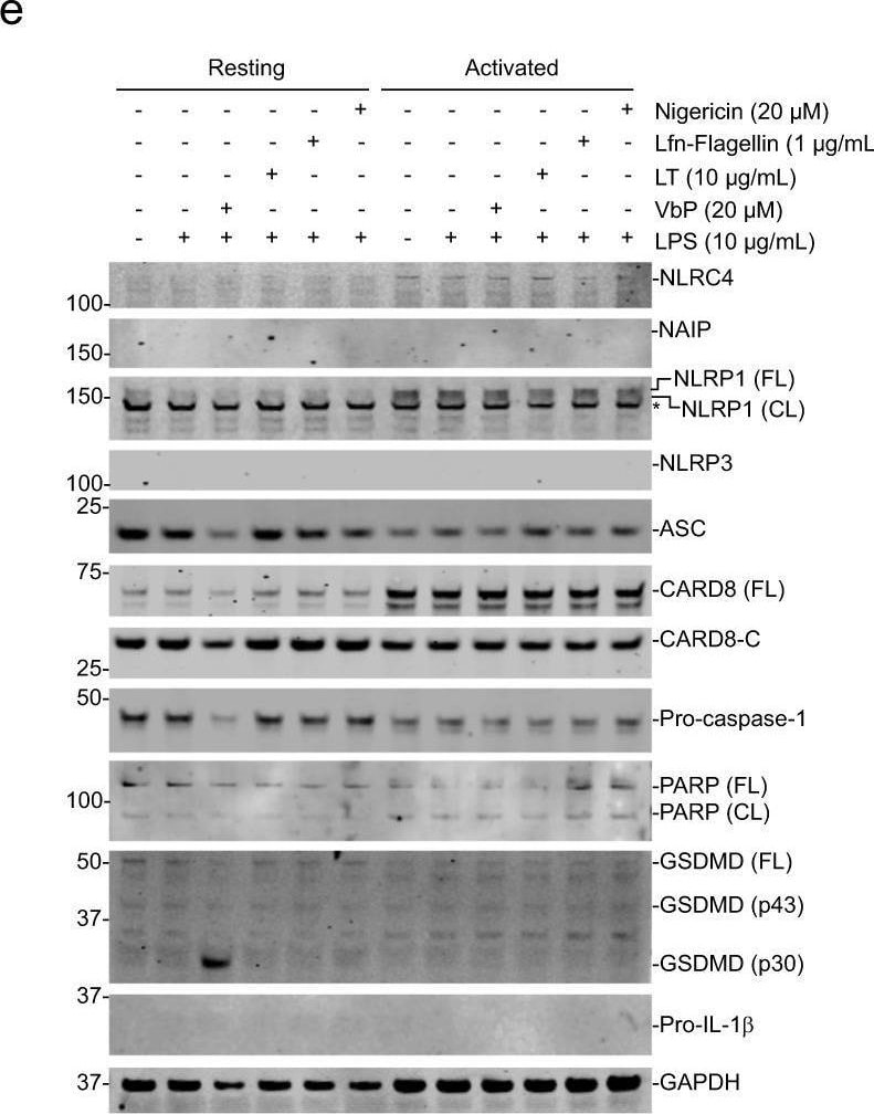 Detection of NLRP1/NALP1 by Western Blot