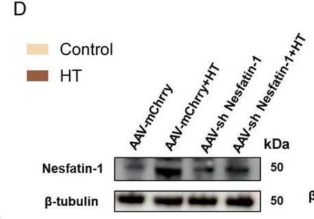 Detection of Nesfatin-1/Nucleobindin-2 by Western Blot