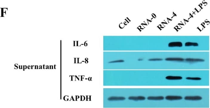Detection of Porcine TNF-alpha by Western Blot