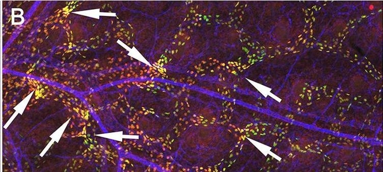 Detection of Mouse Mouse FoxC2 Antibody by Immunohistochemistry