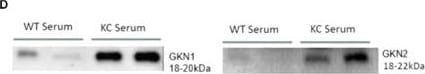 Detection of Gastrokine 1 by Western Blot