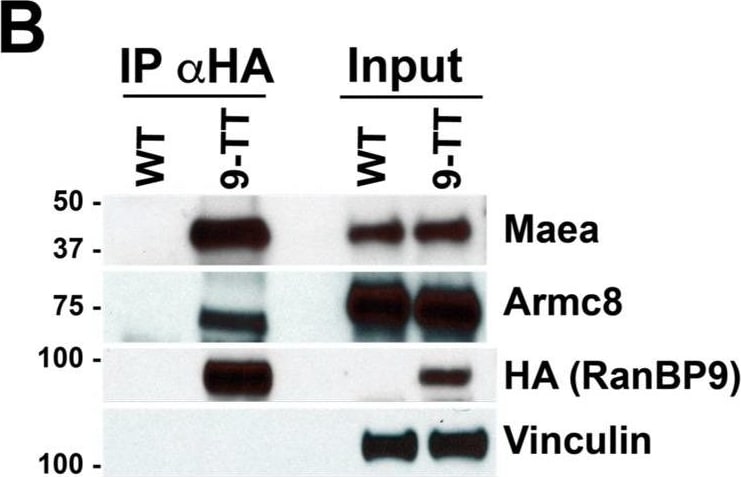 Detection of Mouse EMP/MAEA by Western Blot