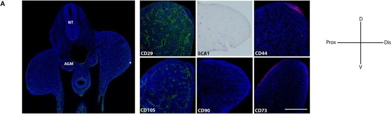 Detection of CD90/Thy1 by Immunohistochemistry