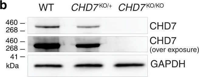 Detection of CHD7 by Western Blot