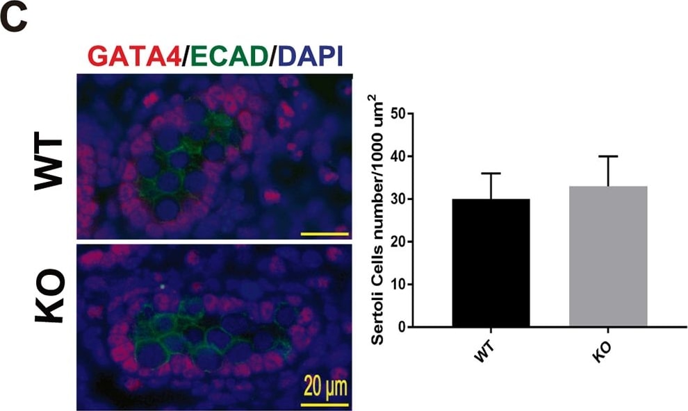 Detection of Mouse E-Cadherin by Immunocytochemistry/Immunofluorescence