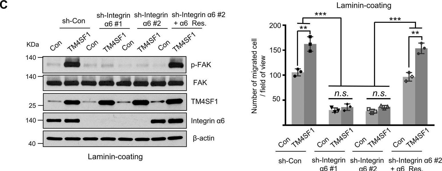 Detection of Human TM4SF1 by Western Blot