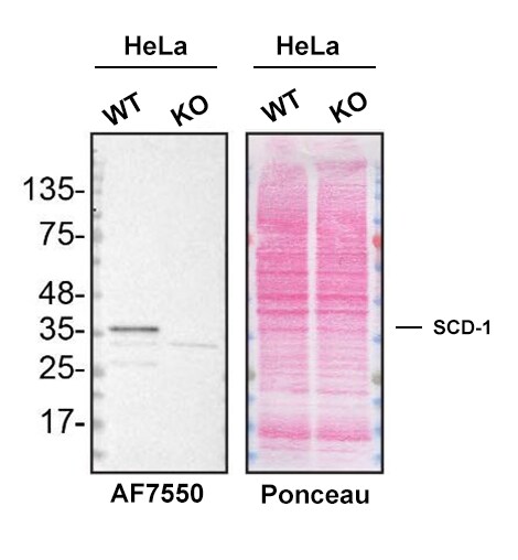 Western Blot Shows Human SCD-1 Specificity Using Knockout Cell Line.