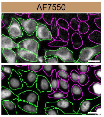 SCD-1 Specificity is Shown by Immunocytochemistry in Knockout Cell Line.