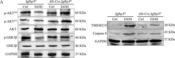 Detection of TMEM219 by Western Blot