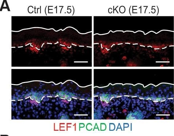 Detection of Mouse P-Cadherin by Immunohistochemistry